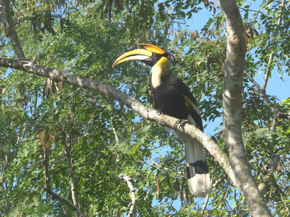 Great Hornbill - ML646744209