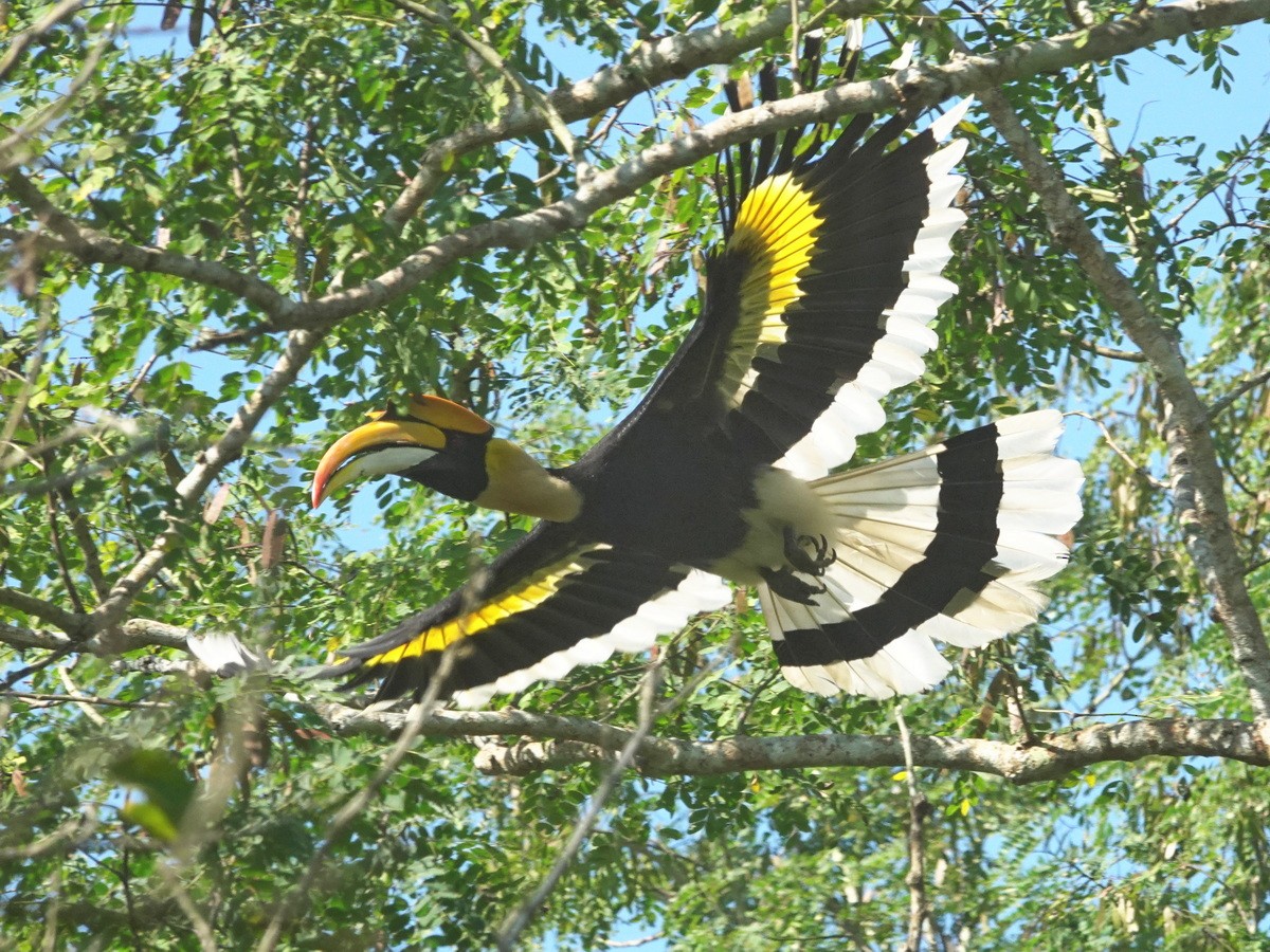 Great Hornbill - ML646744210