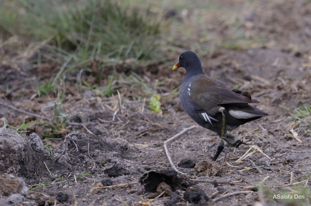 Sutavuğu - ML646744212