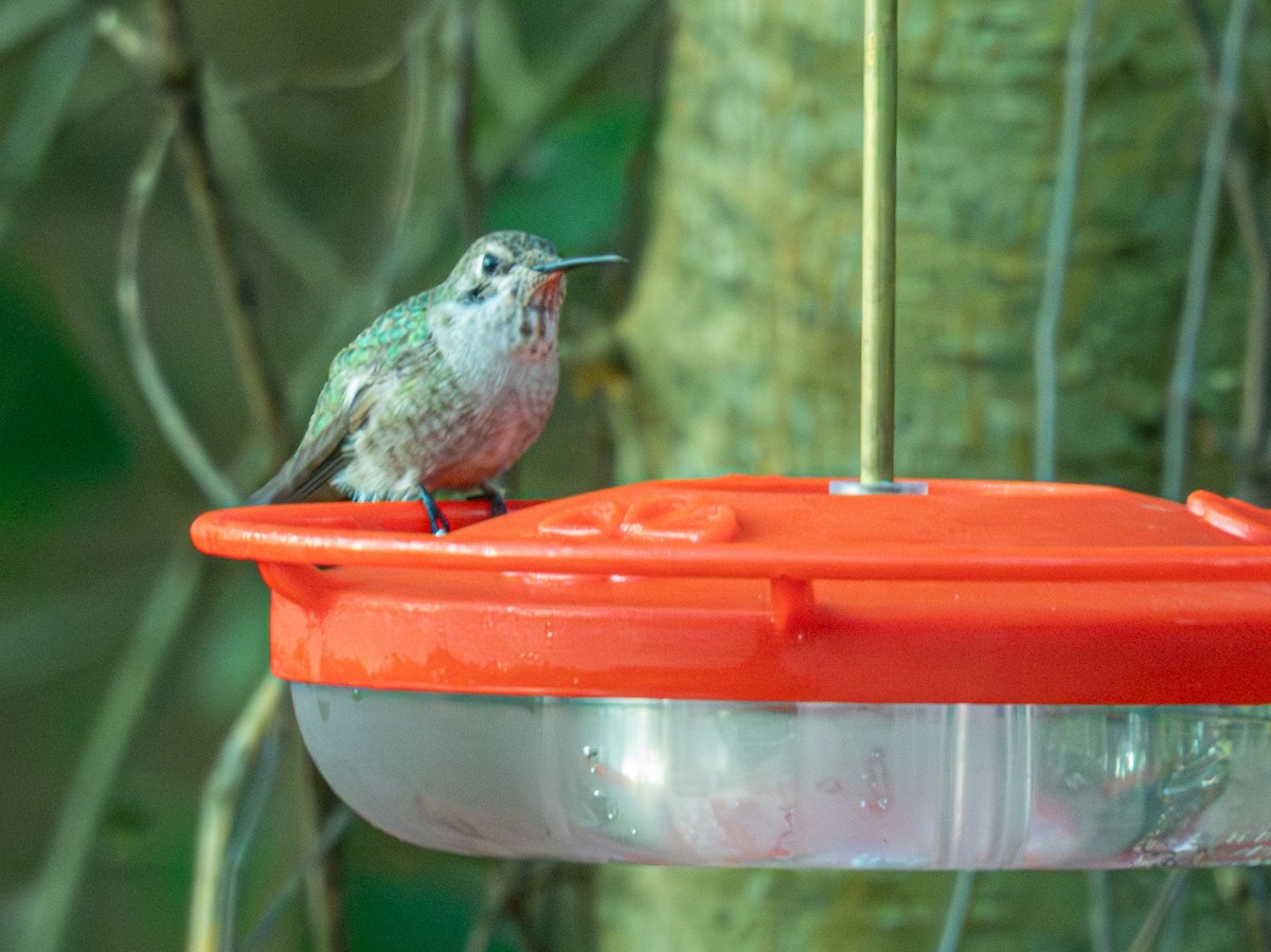 Annakolibri - ML646744213