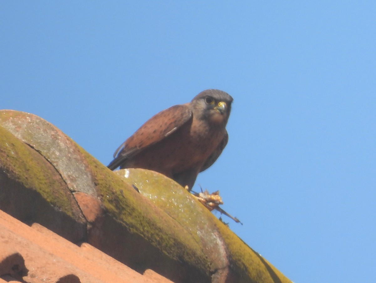 Мадагаскарская пустельга - ML646744214