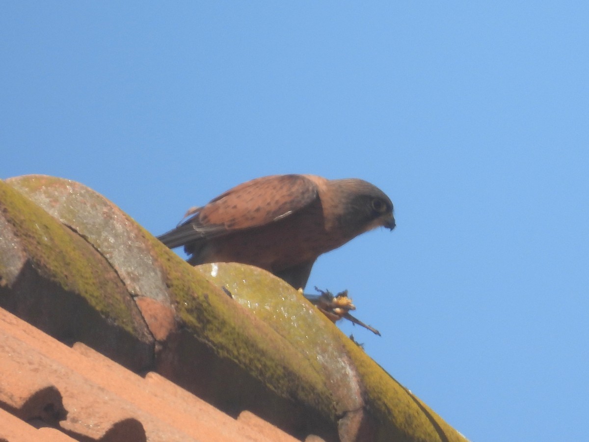 Мадагаскарская пустельга - ML646744215