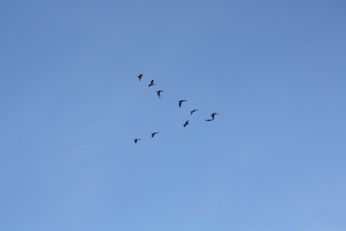 Double-crested Cormorant - ML646744216