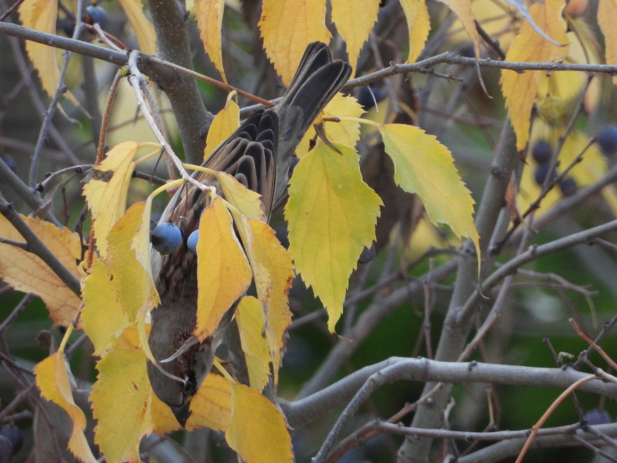 vrabec domácí - ML646744217