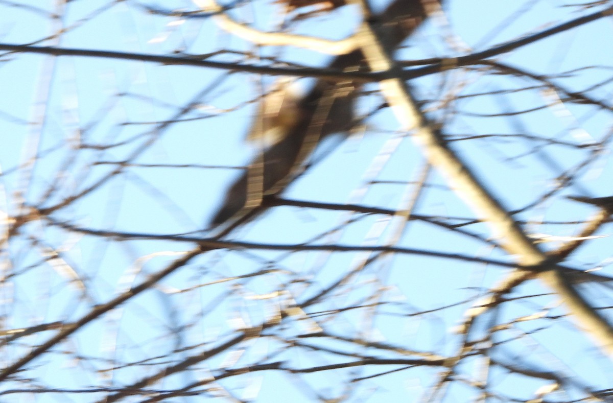 Bald Eagle - ML646744218