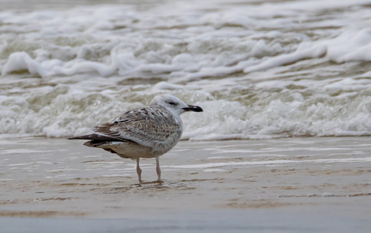 Caspian Gull - ML646744219