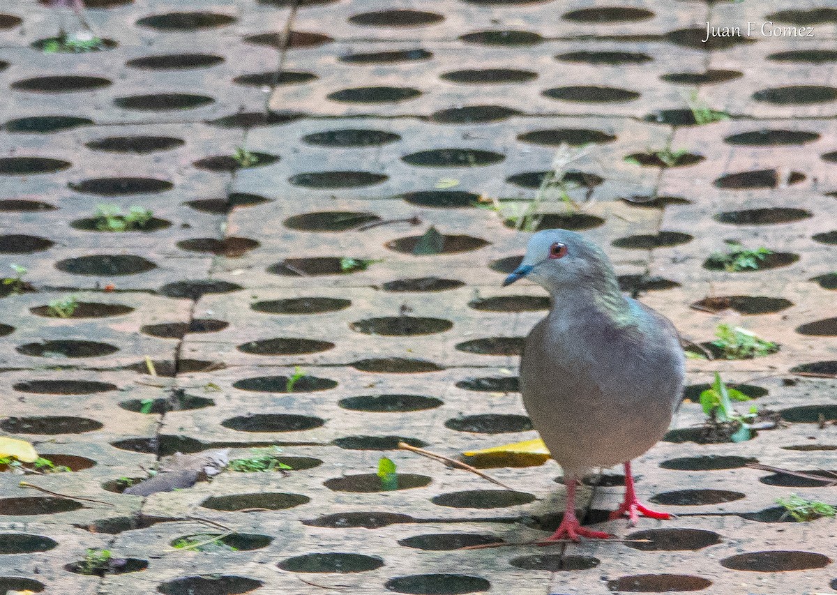 シロハラシャコバト - ML646744223