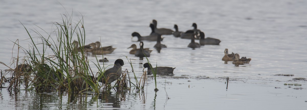 אגמית אמריקנית - ML646744225
