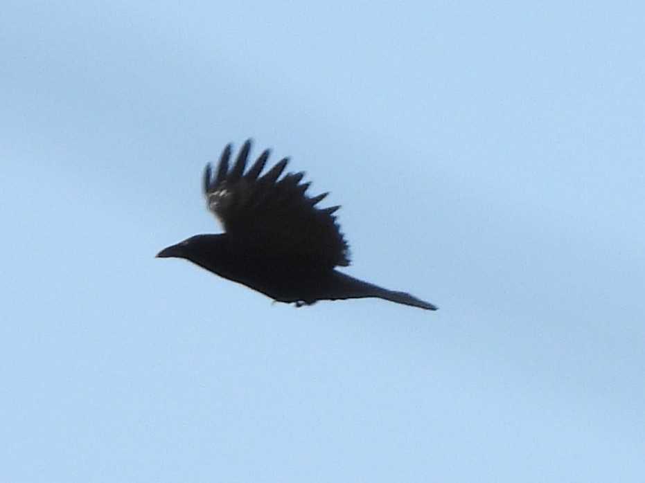 American Crow - ML646744226