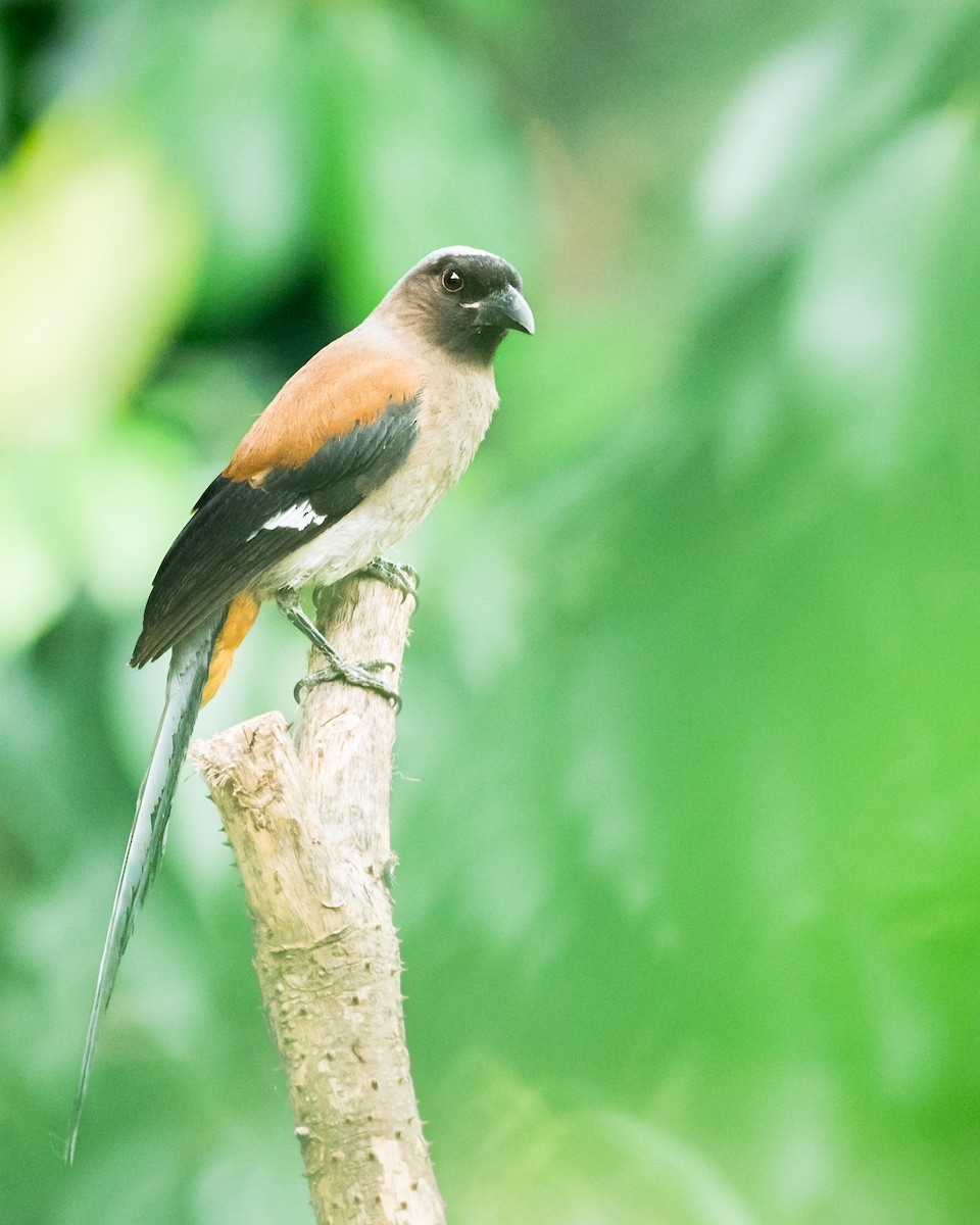Gray Treepie - ML646744227