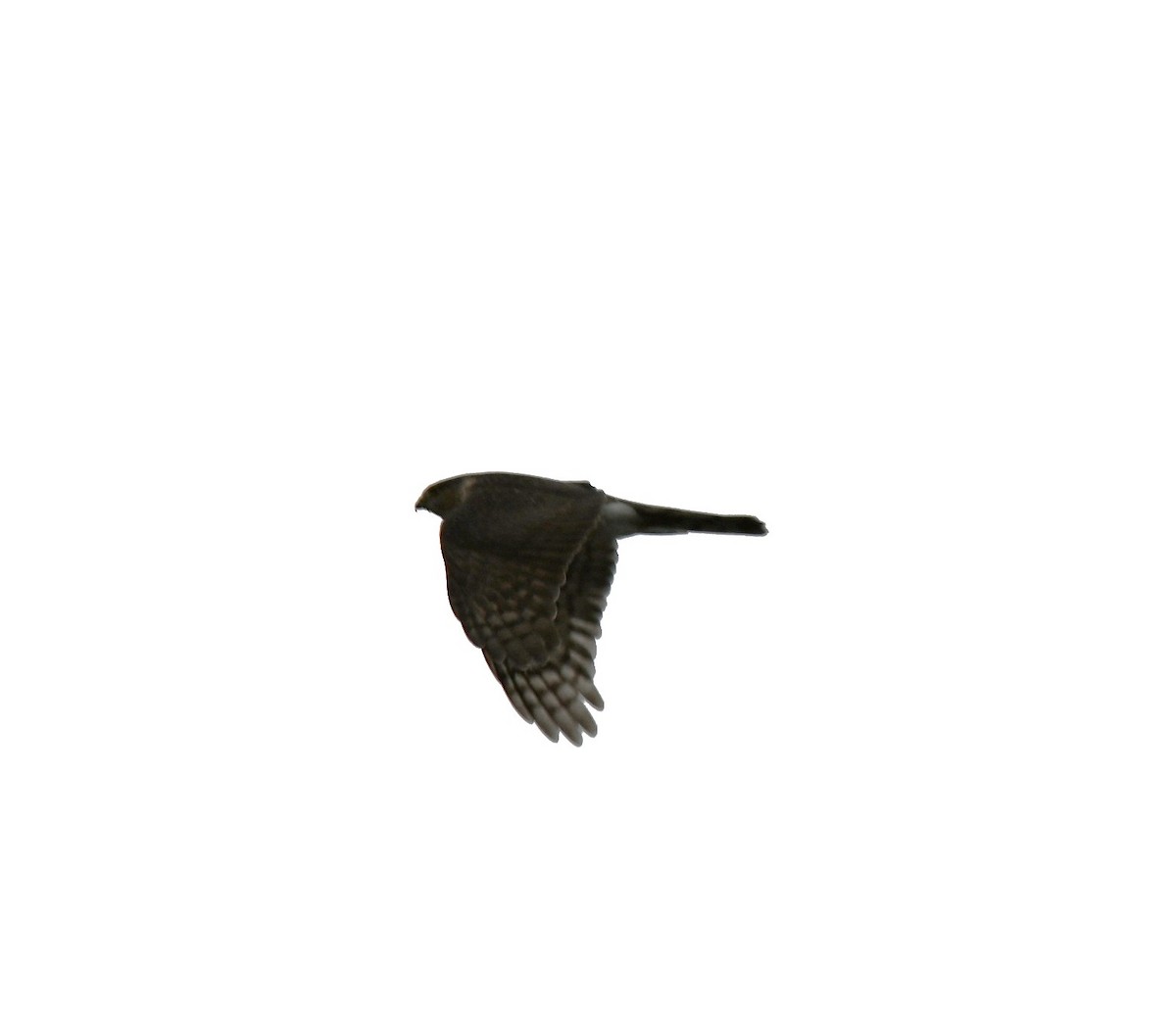Sharp-shinned Hawk - ML646744228