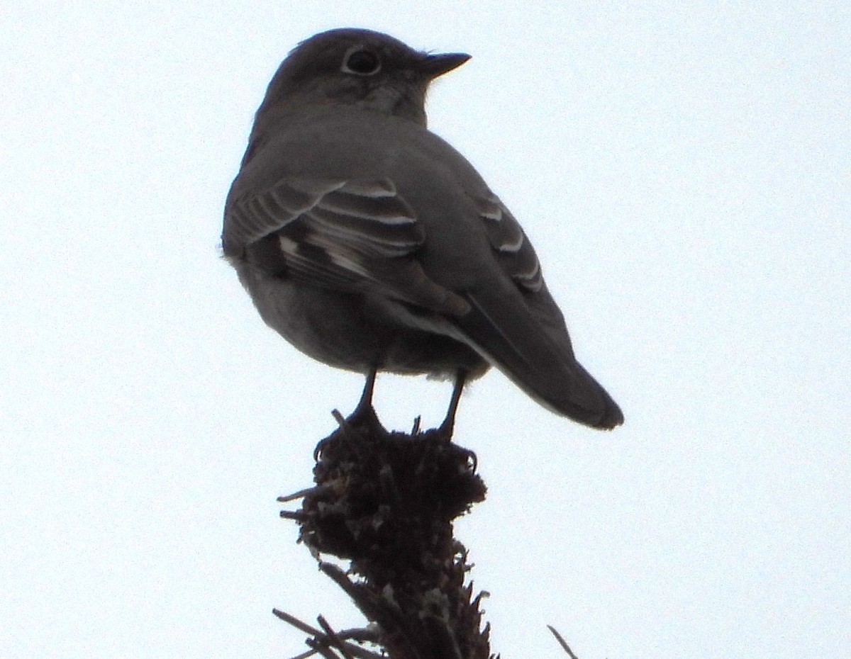Townsend's Solitaire - ML646744230
