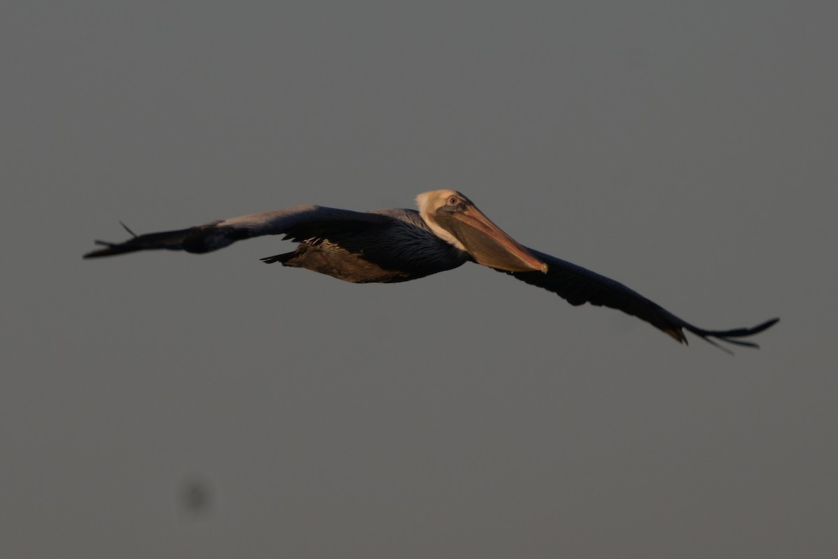 pelikán hnědý - ML646744232