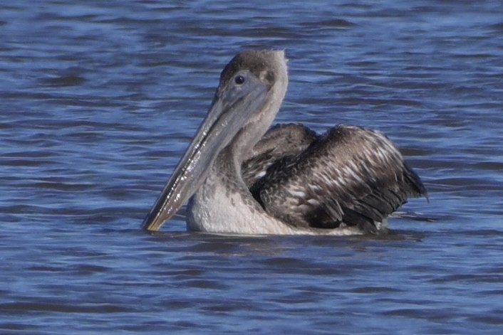 pelikán hnědý - ML646744233