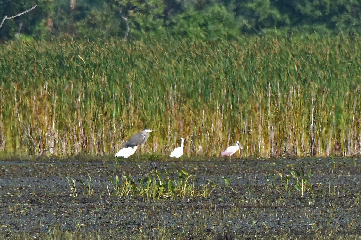 Rosalöffler - ML646744234