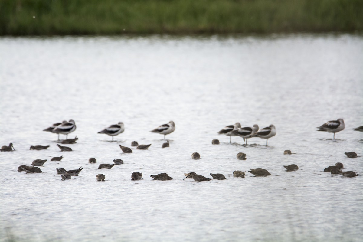 חרטומנית ארוכת-/קצרת-מקור - ML646744237