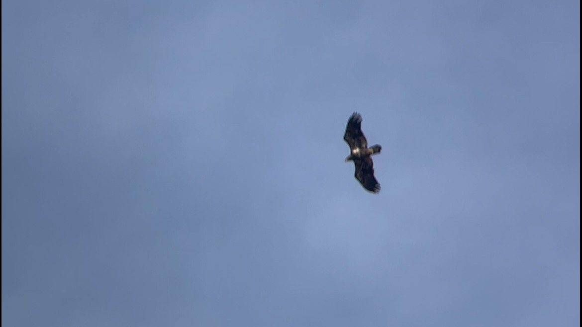 Орлан білоголовий - ML646744238