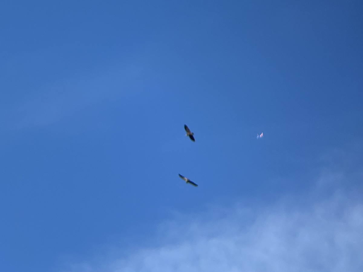 Орлан білоголовий - ML646744240