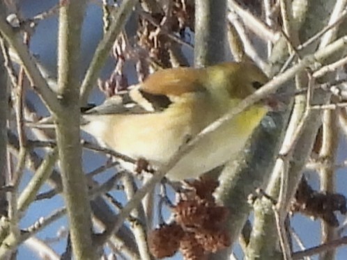 American Goldfinch - ML646744241