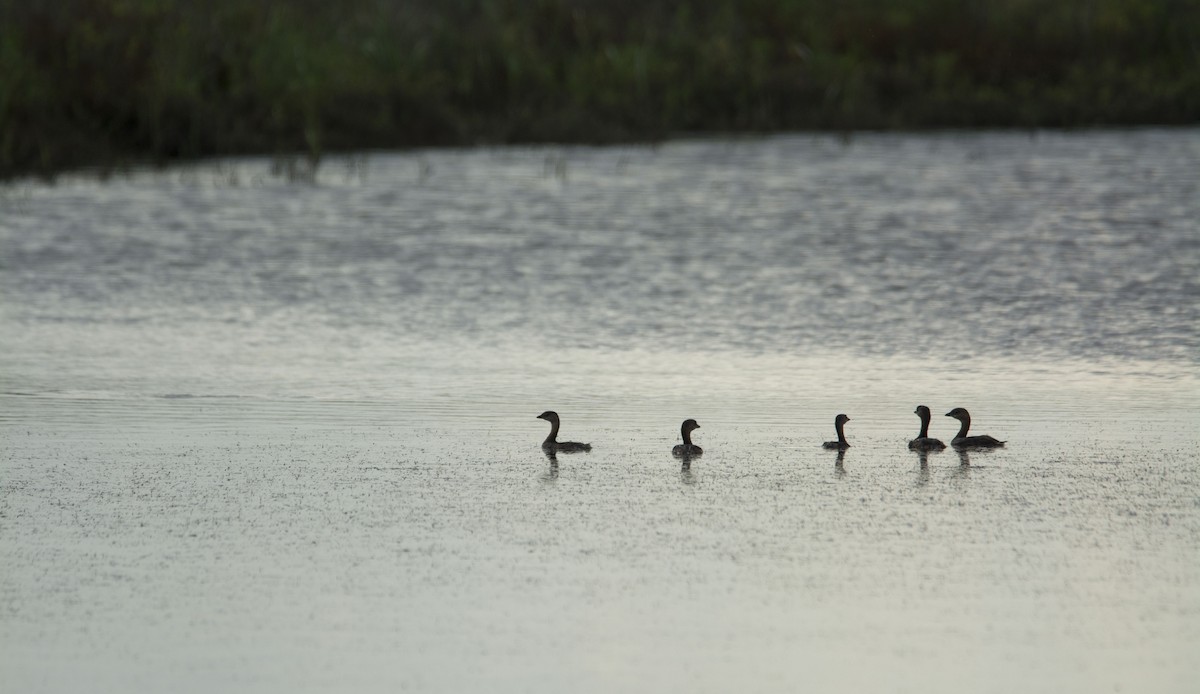 טבלן עקוד-מקור - ML646744245