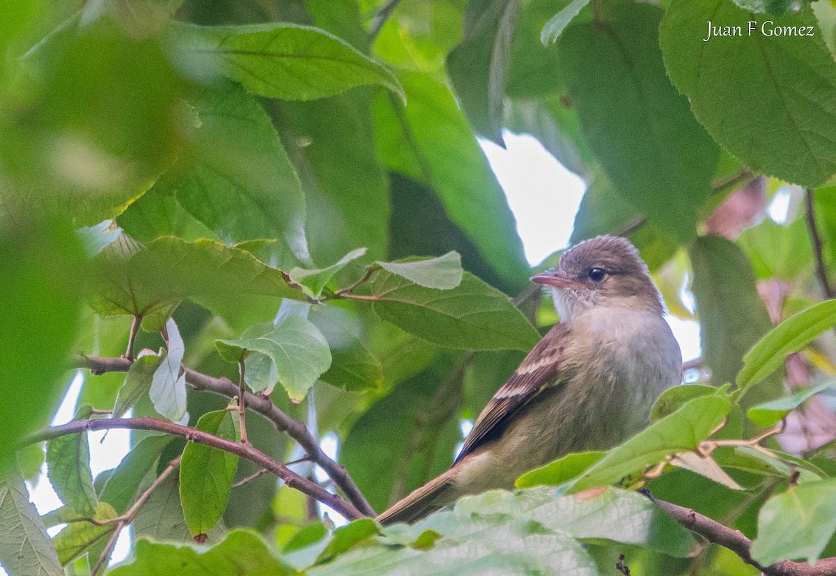 Caribbean Elaenia - ML646744246