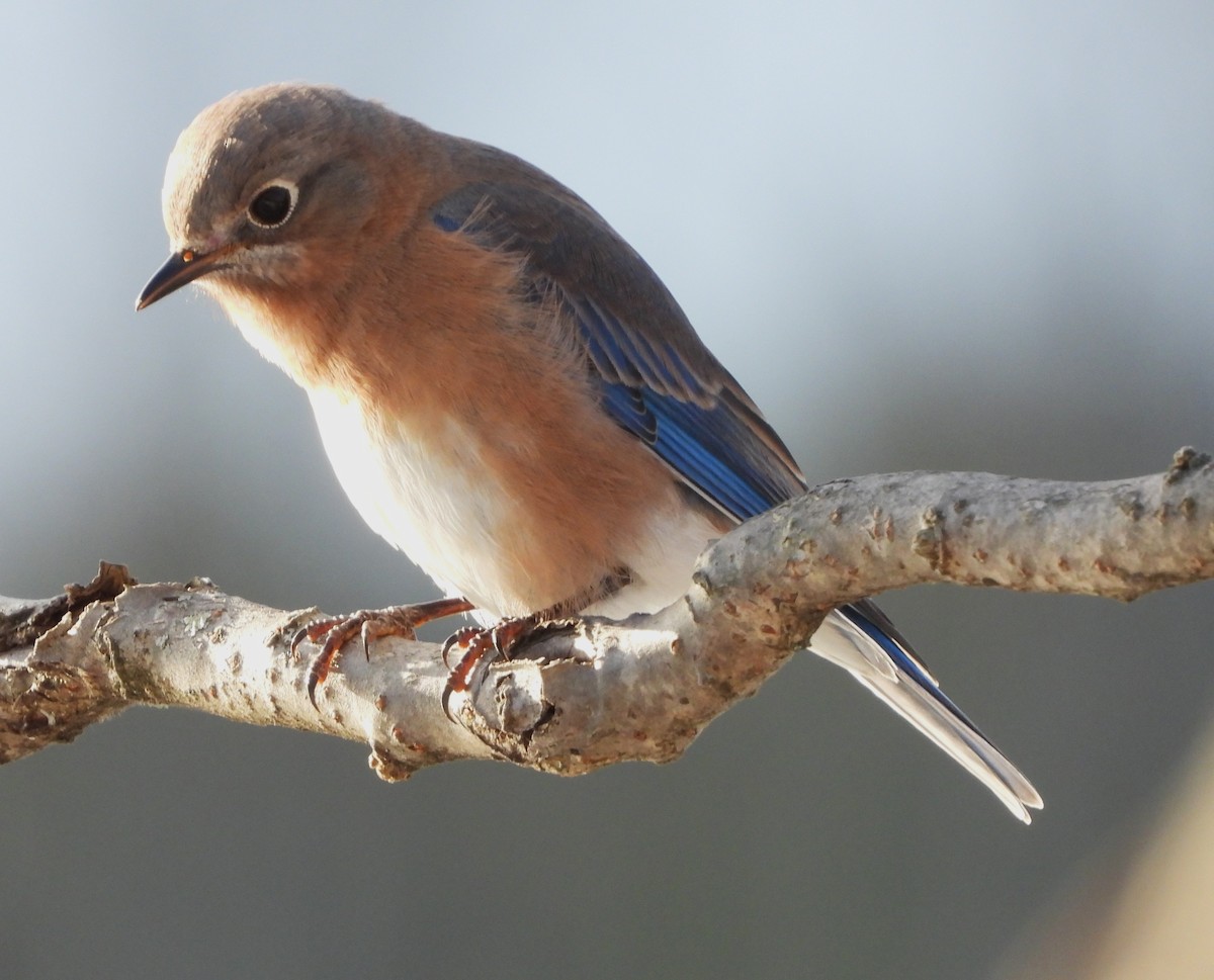 Eastern Bluebird - ML646744248