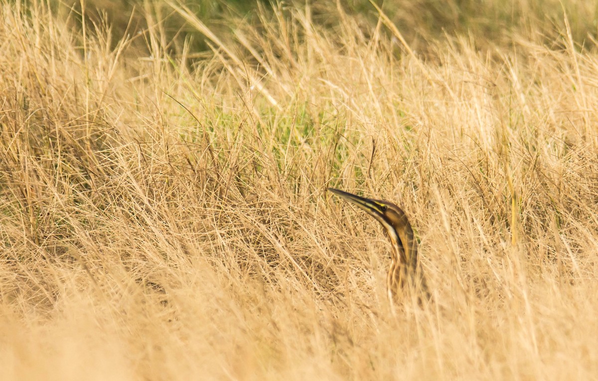 Бугай американський - ML646744250