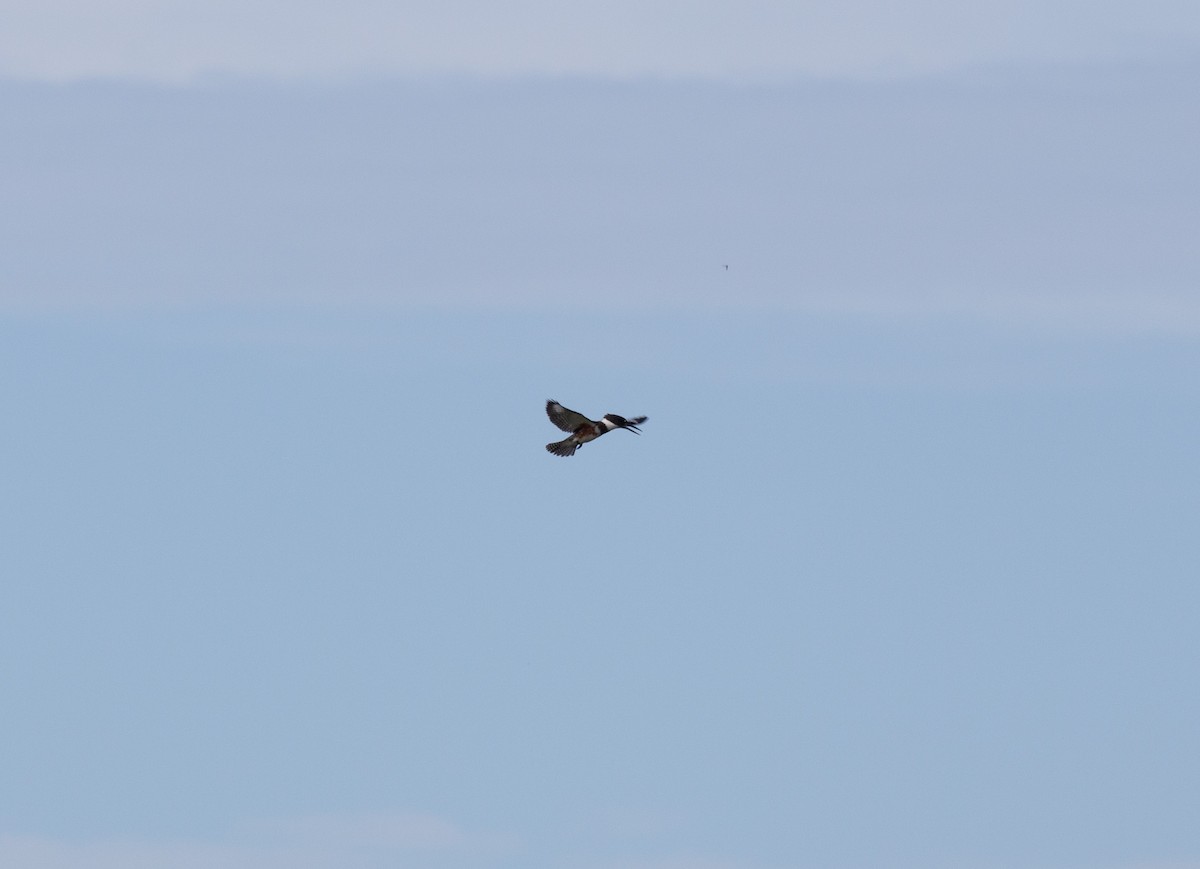 Belted Kingfisher - ML646744251