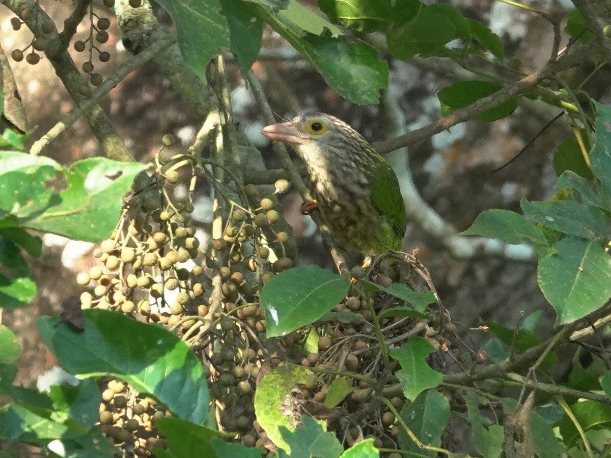 シロボシオオゴシキドリ - ML646744252