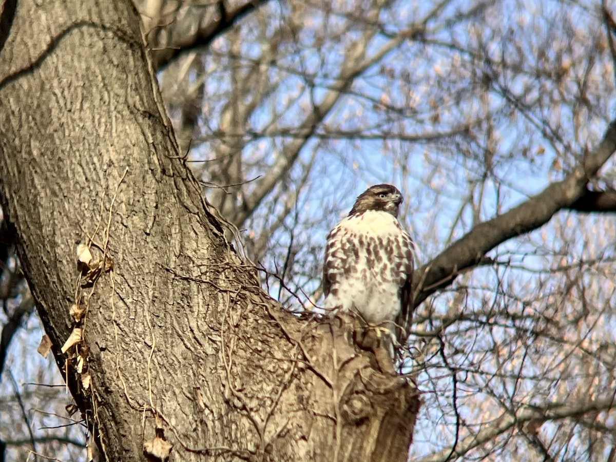 Канюк неоарктичний - ML646744253