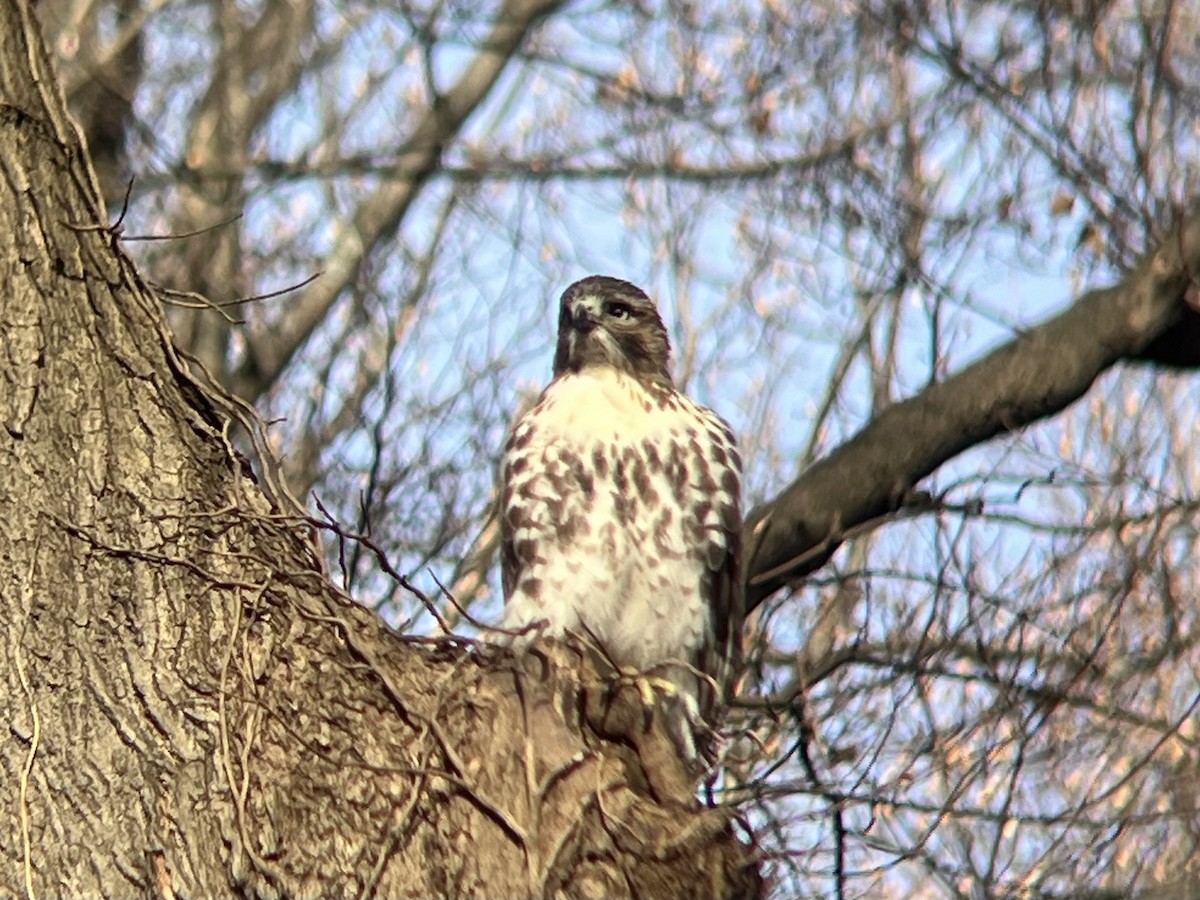 Канюк неоарктичний - ML646744254