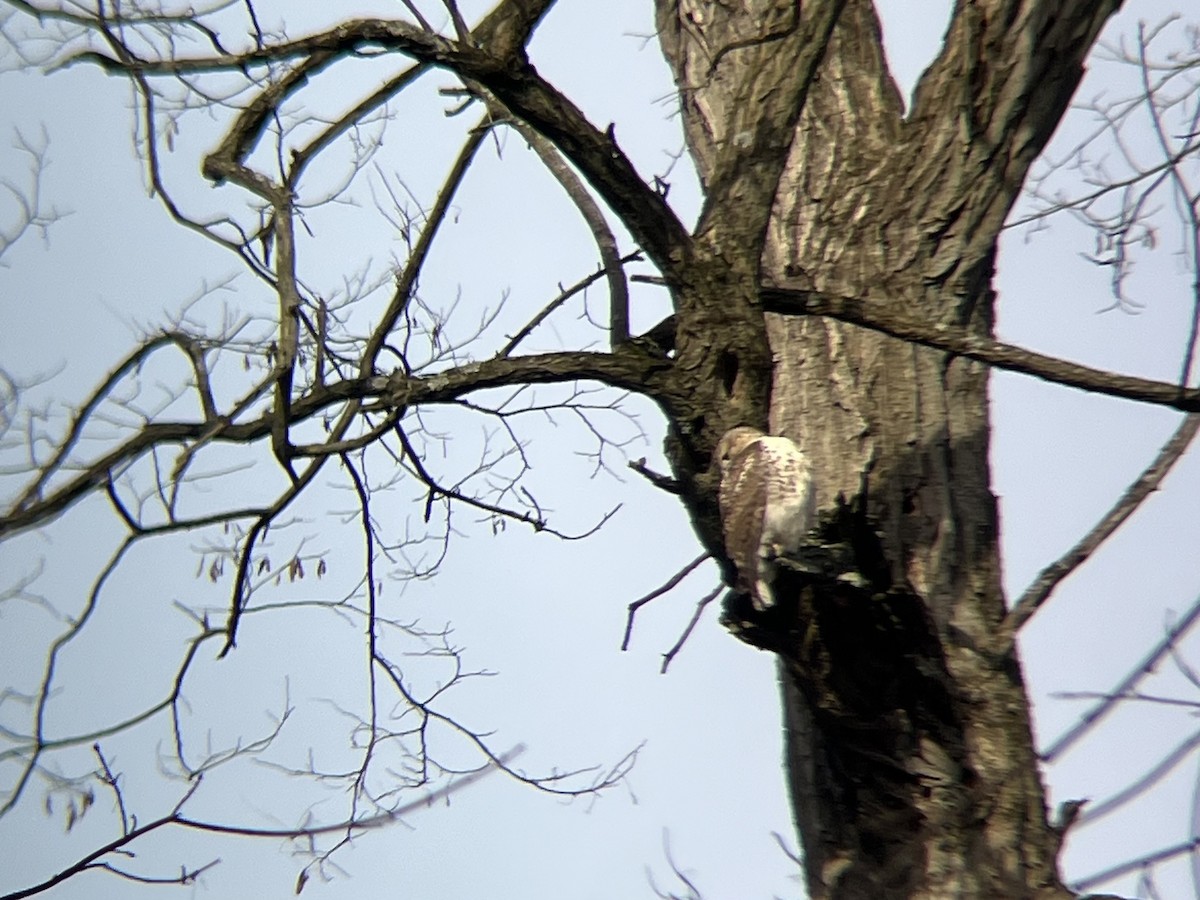 Канюк неоарктичний - ML646744255