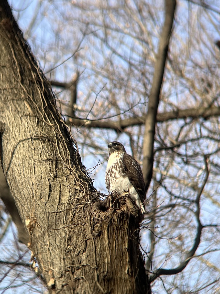 Канюк неоарктичний - ML646744256