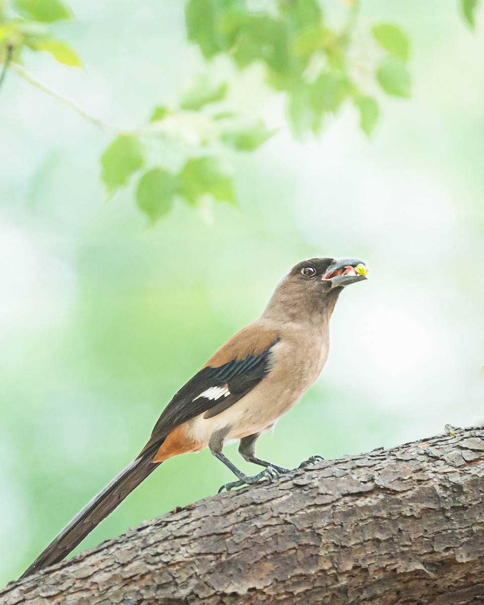 Gray Treepie - ML646744258