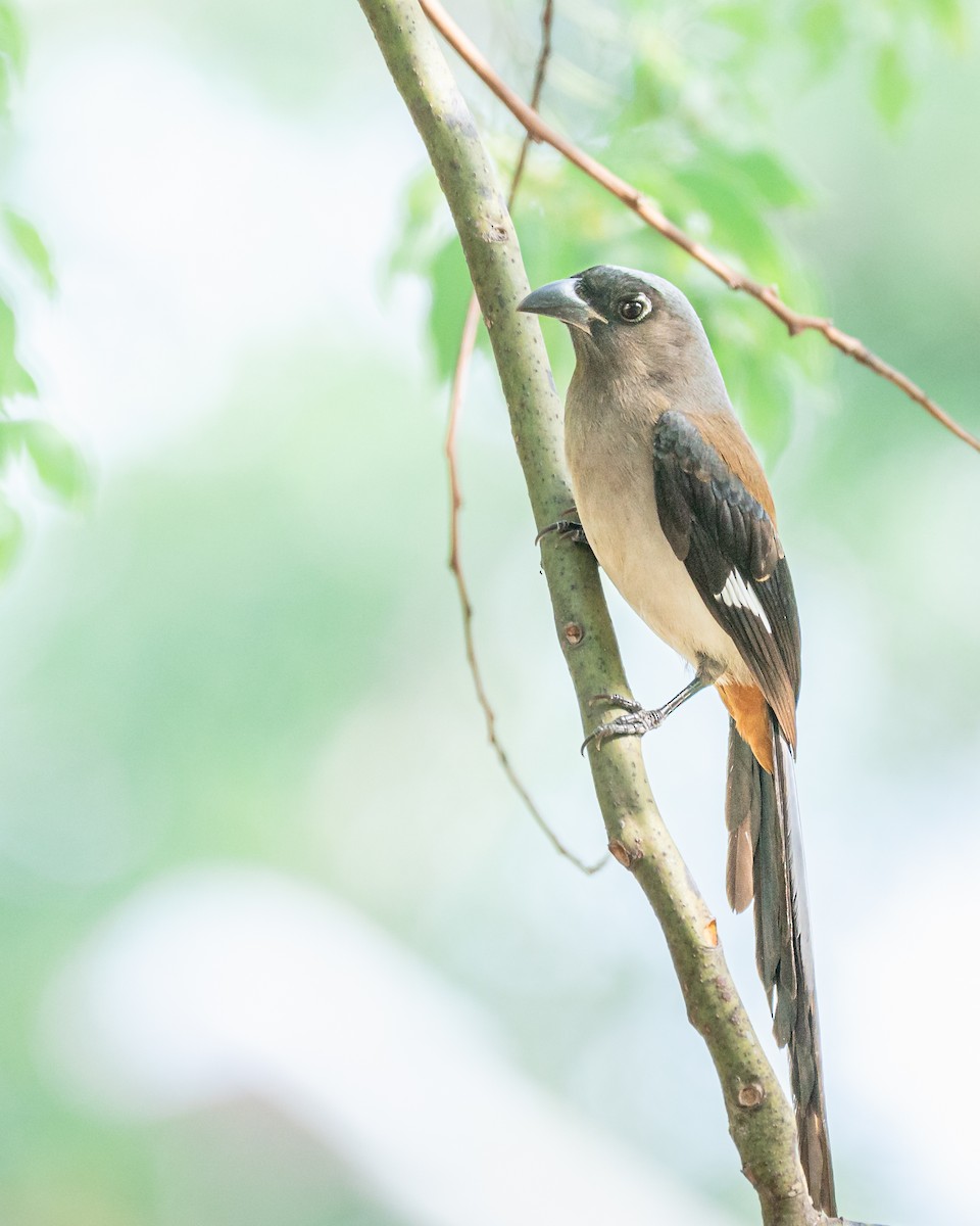 Gray Treepie - ML646744259