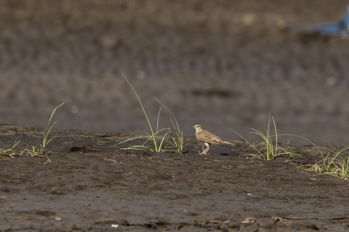 Tawny Pipit - ML646744261