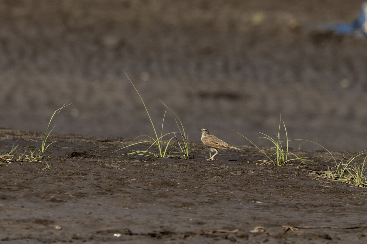 Tawny Pipit - ML646744264