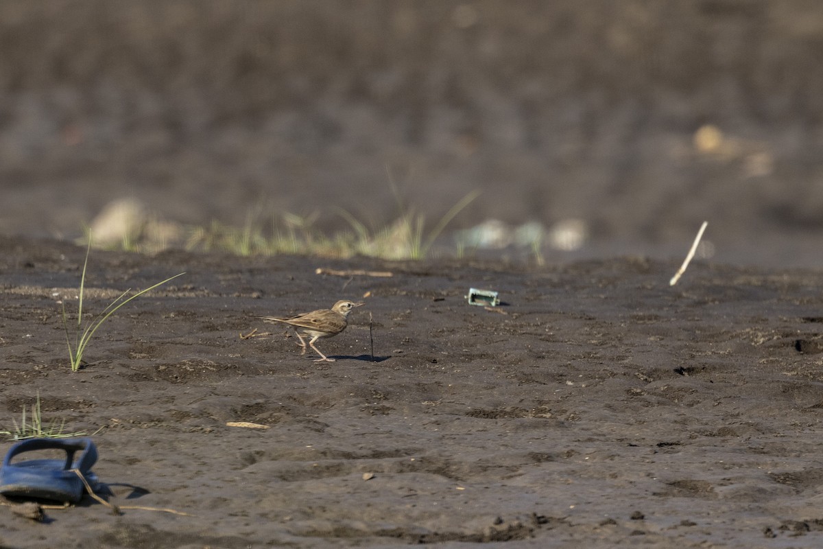 Tawny Pipit - ML646744265