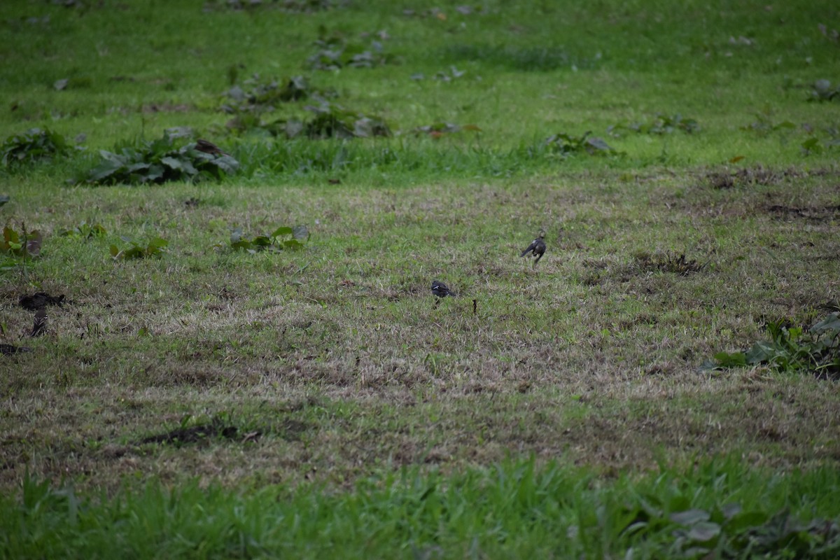 Azores Chaffinch - ML646744266