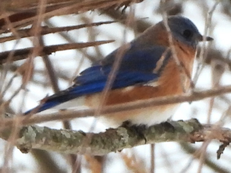 Eastern Bluebird - ML646744267