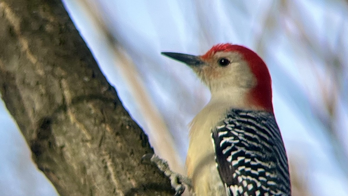 Гіла каролінська - ML646744269