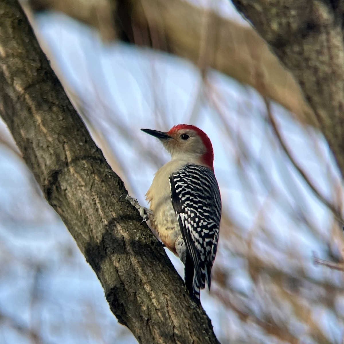 Гіла каролінська - ML646744270