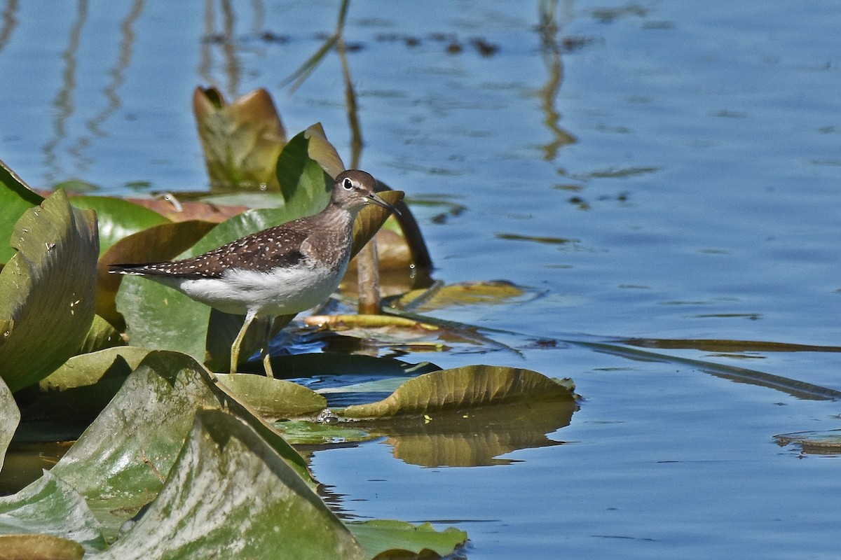 Solitary Sandpiper - ML646744271