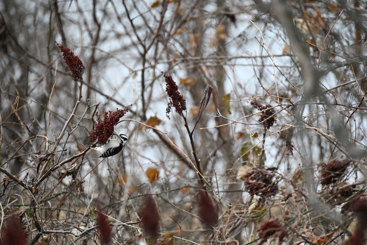 Downy Woodpecker - ML646744272