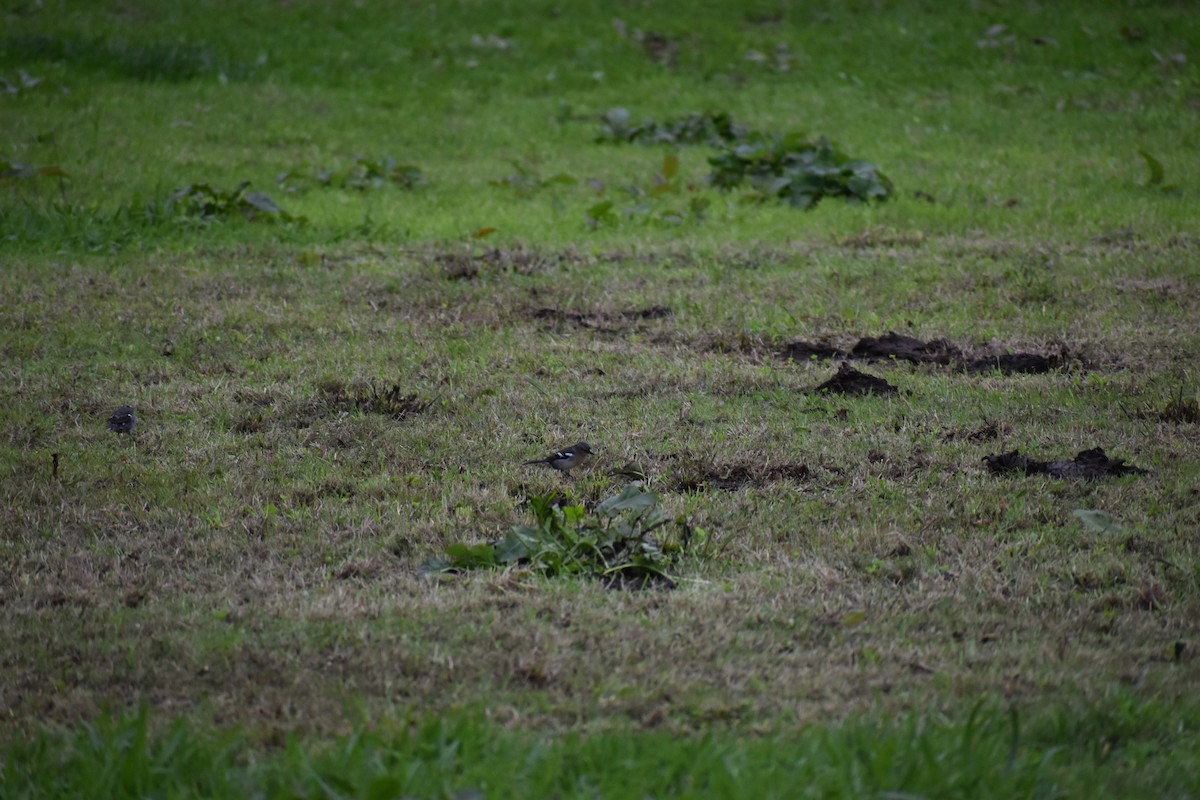Azores Chaffinch - ML646744273
