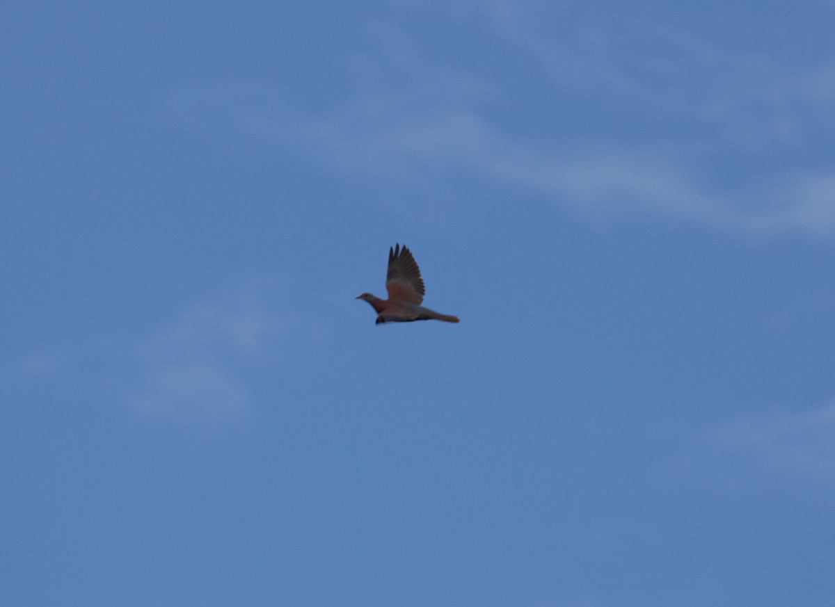 Pale-vented Pigeon - ML646744274