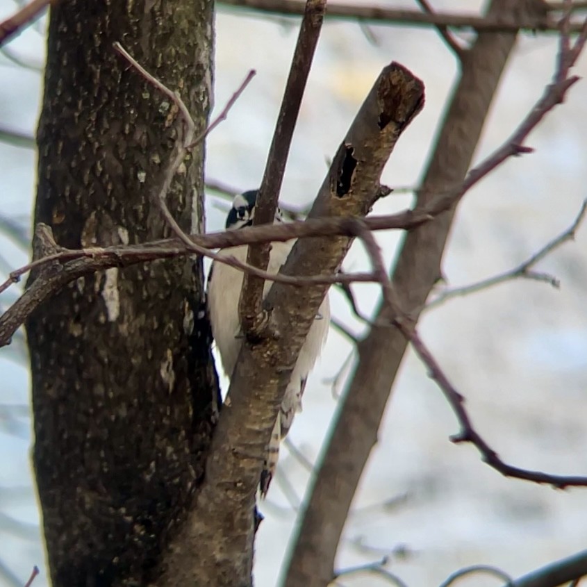 Дятел пухнастий - ML646744275