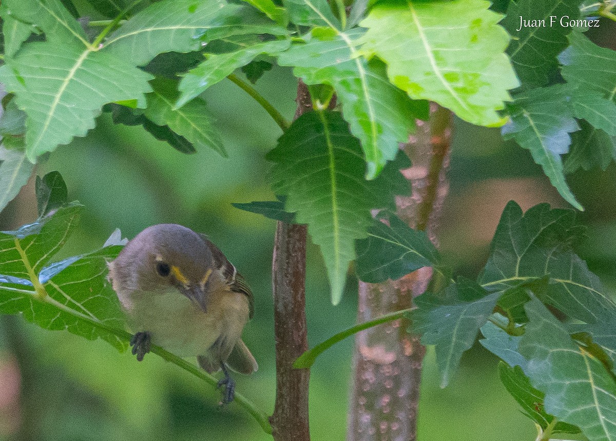 San Andres Vireo - ML646744276