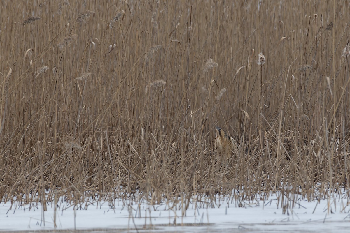 אנפה משורטטת - ML646744277