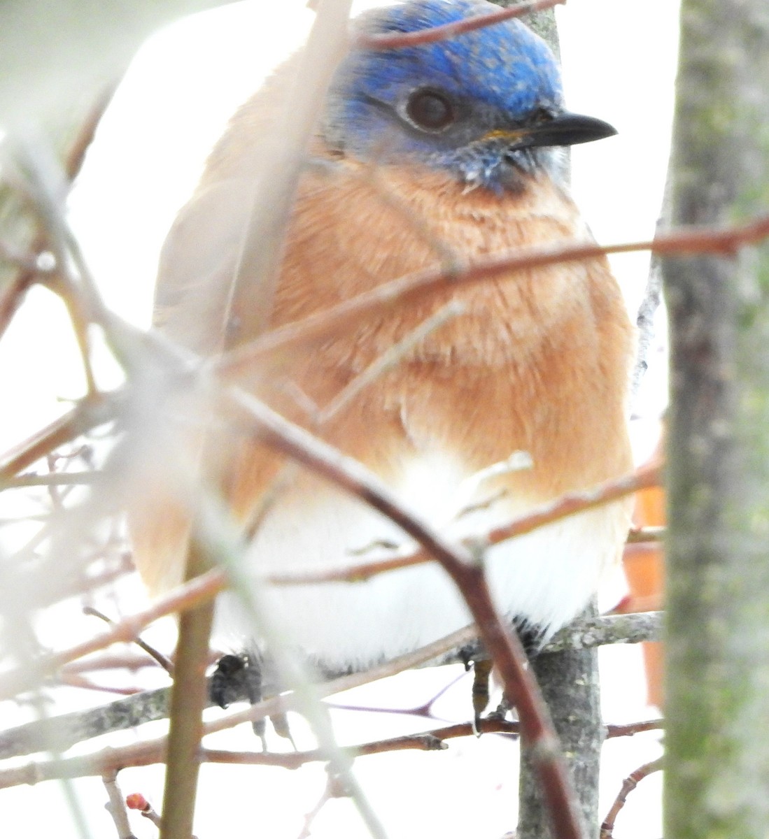 Eastern Bluebird - ML646744278